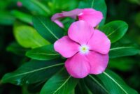 Beautiful Periwinkle Flower Plant: A Gardener’s Delight