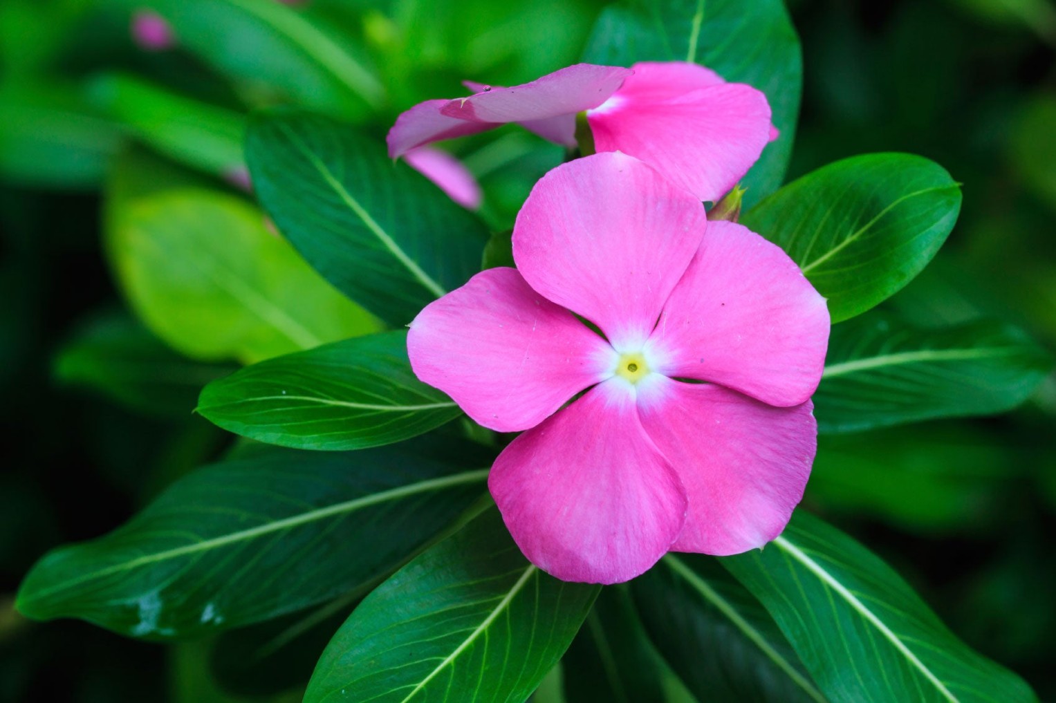 image.title About Rosy Periwinkle - Where To Grow Madagascar Periwinkles  image