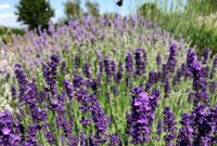 Lavandula: A Fragrant And Beautiful Garden Addition