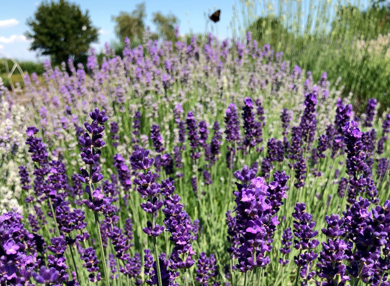 image.title All about Lavender (Lavandula)  How to Grow & Jekka