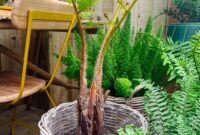 Exotic Tree Fern: A Tropical Beauty