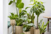 Top 10 Stunning Houseplants For Vibrant Home Decor