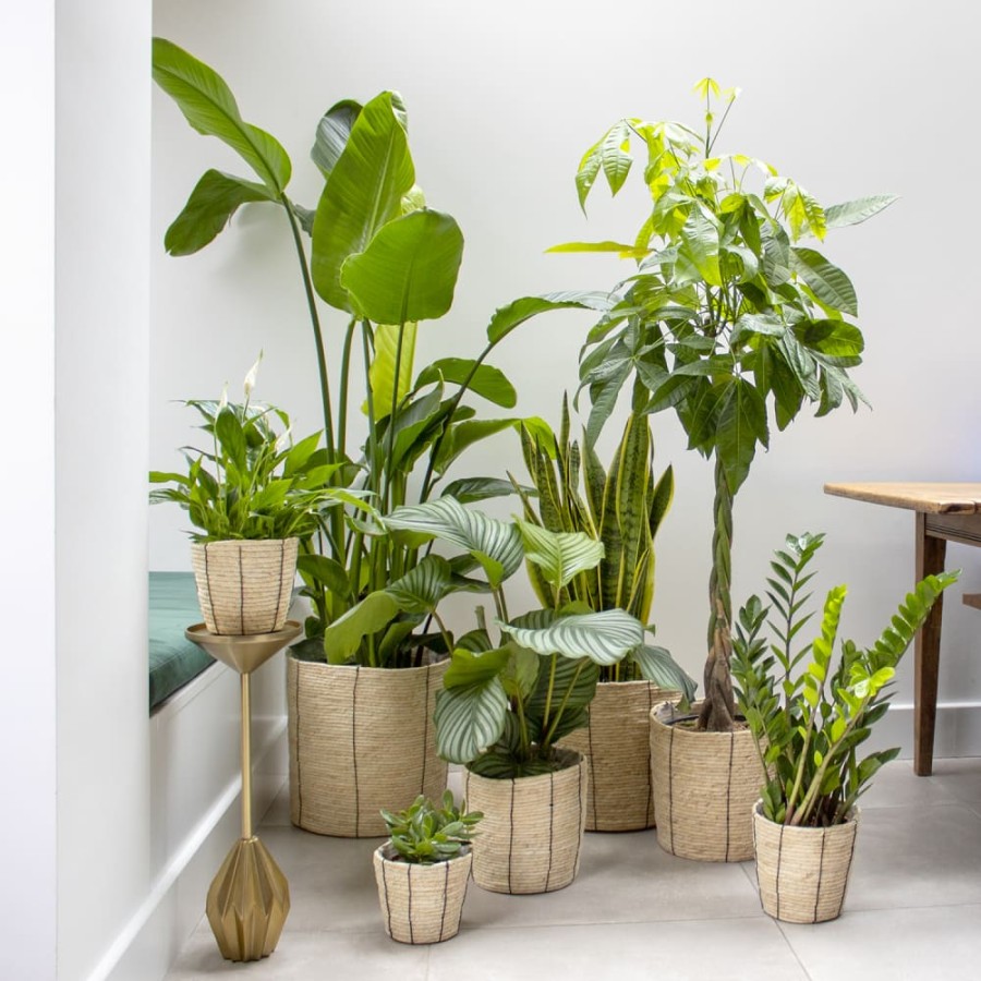 image.title Best Indoor Plants  The Top Indoor Plants  Patch image