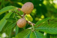 Growing Buckeye Trees: A Guide To Planting And Care