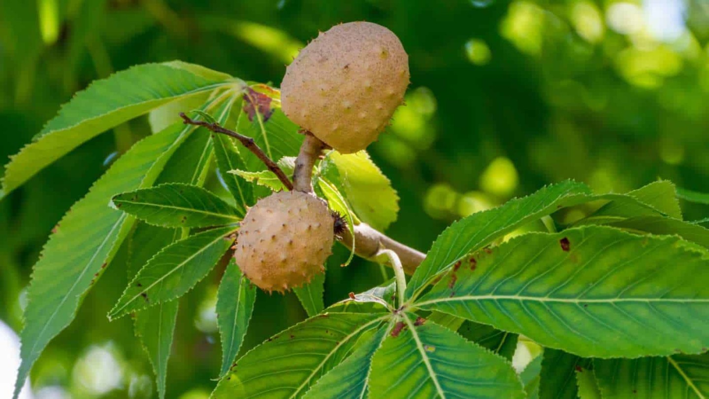 image.title Buckeye Tree: Description, Types, Care, and Uses image