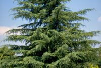 Cedrus Deodara: The Majesty Of The Himalayan Cedar