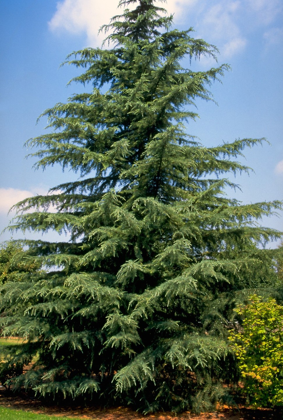 image.title Cedrus deodara  Himalayan cedar, Deodar cedar - Van den Berk  image