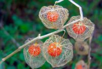 Chinese Lantern Plant: A Stunning Addition To Your Garden