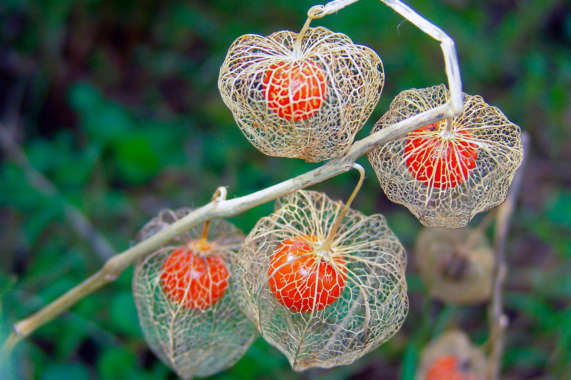 image.title Chinese Lantern Plant  BBC Gardeners World Magazine image