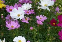 Exploring The Beauty Of Cosmos Flowers