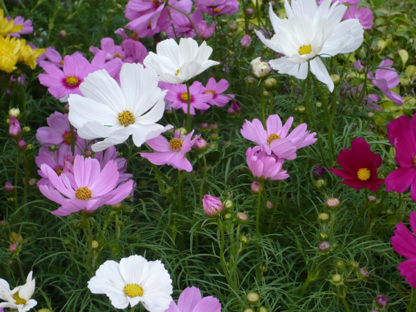 image.title Cosmos (plant) - Wikipedia image