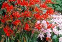 Bold And Beautiful: Crocosmia Lucifer Plant