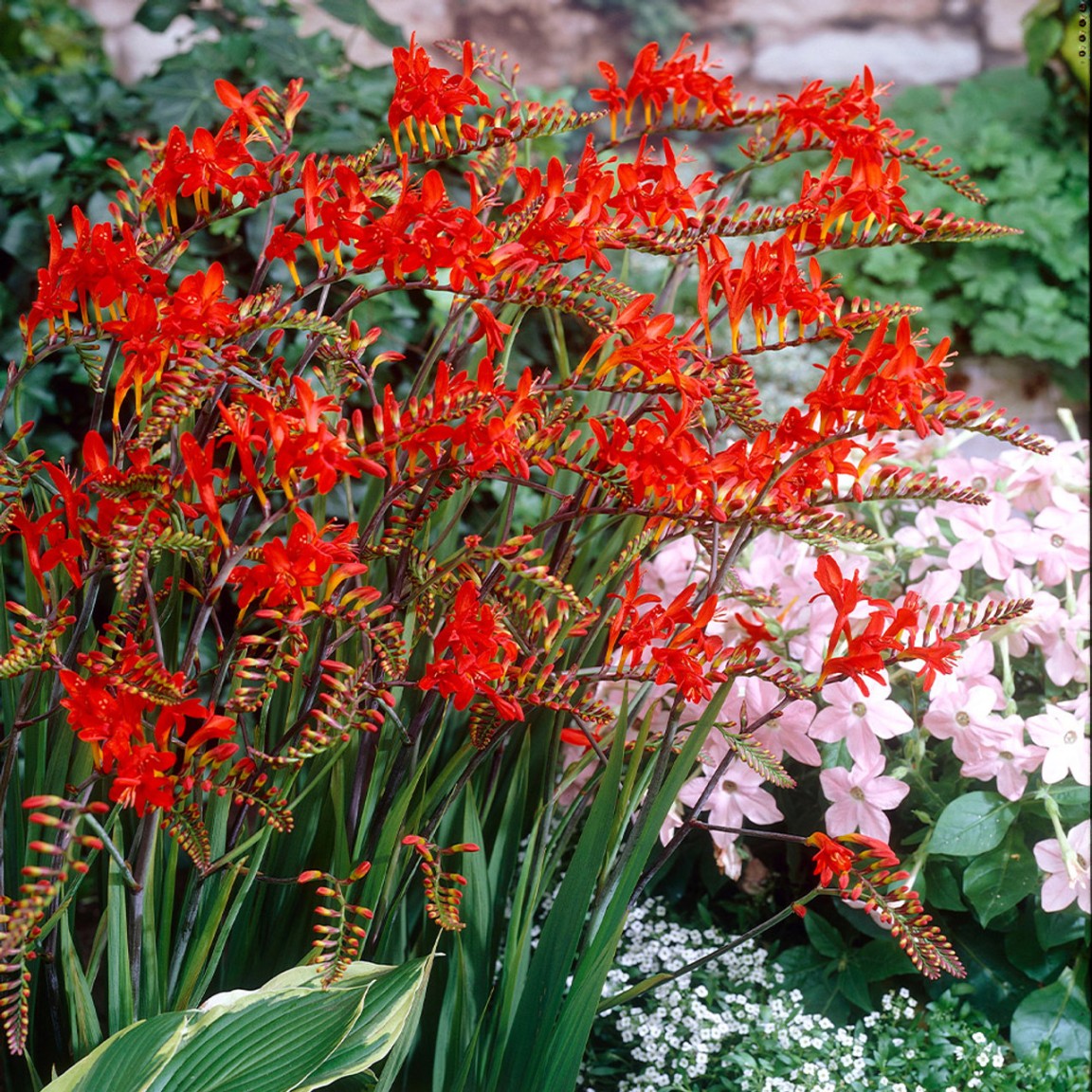 image.title Crocosmia Lucifer image