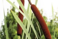 Graceful Cat Tail Plant: A Beautiful Addition To Your Garden