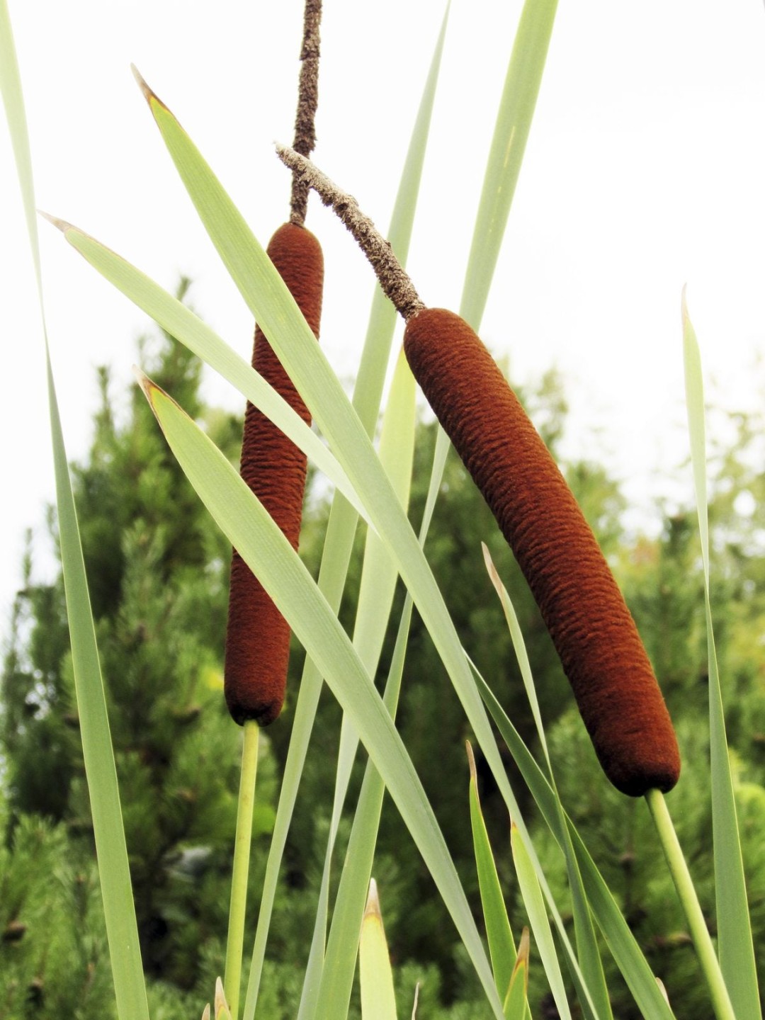 image.title Edible Parts Of Cattail Plants: What Parts Of Cattail Are Edible  image