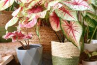 Caladium Plant: A Colorful Addition To Your Garden