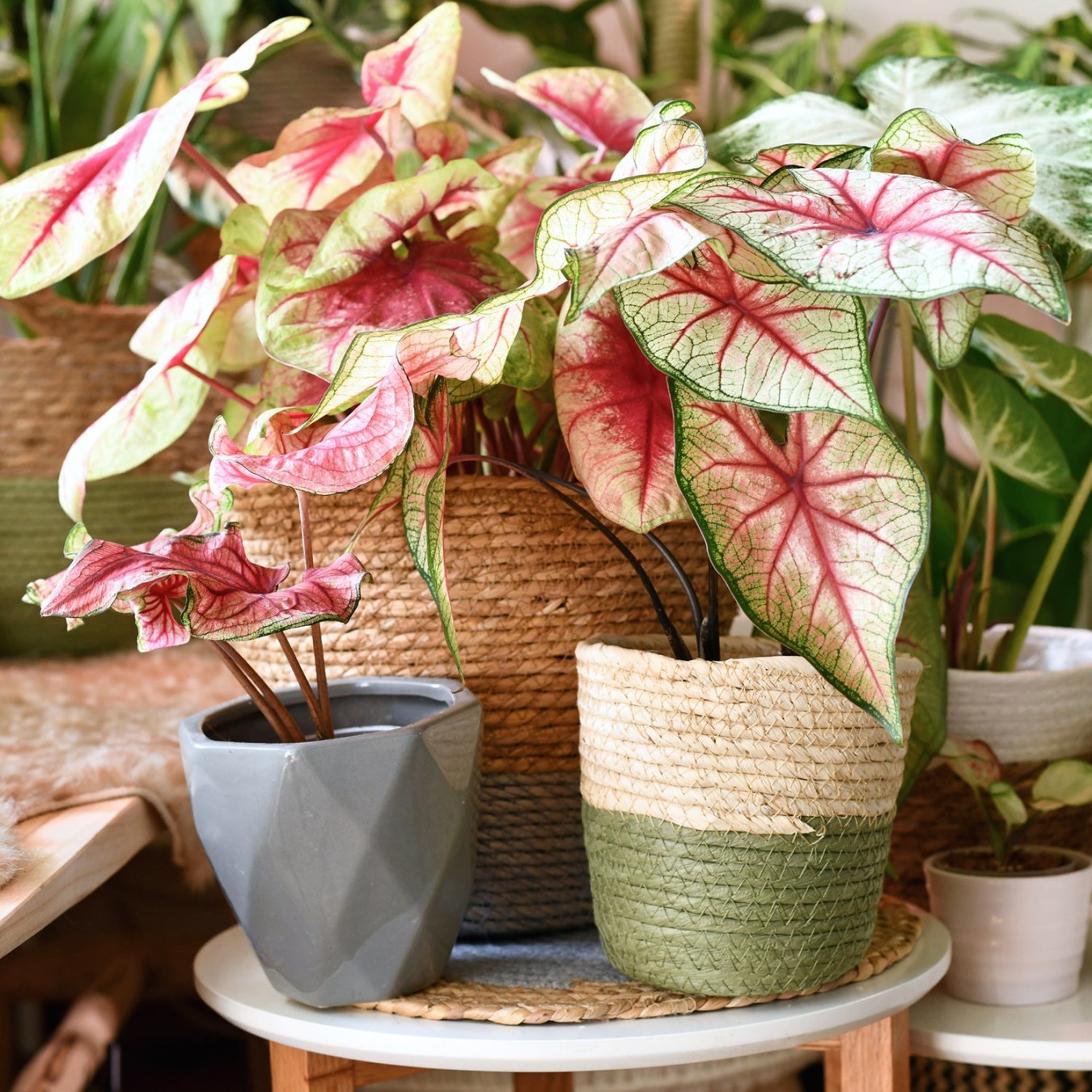 image.title Everything You Need to Know About Caladium Care, Indoors or Out  image