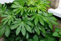 Fatsia Plant: A Gorgeous Addition To Your Indoor Garden