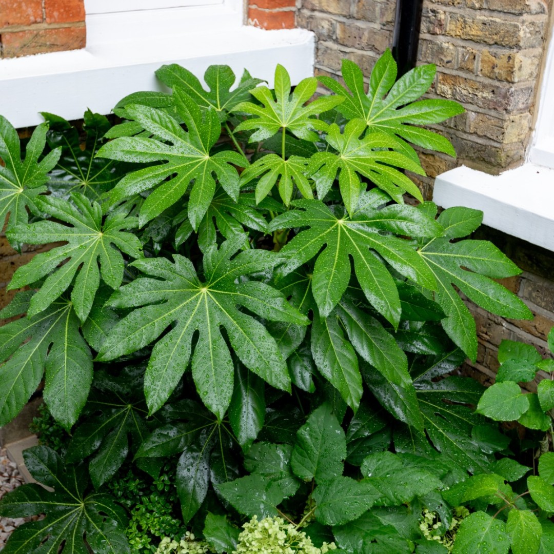 image.title Fatsia japonica  The Palm Centre image