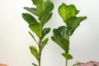 Growing And Caring For Fiddle Leaf Plants