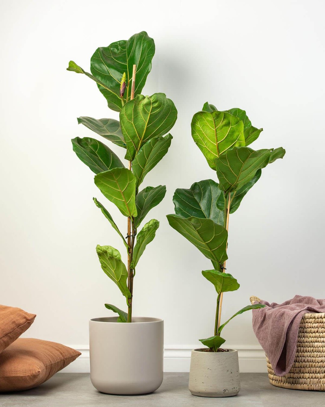 image.title Fiddle-leaf Fig image