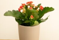 Growing Kalanchoe Plants: Tips And Care Guide