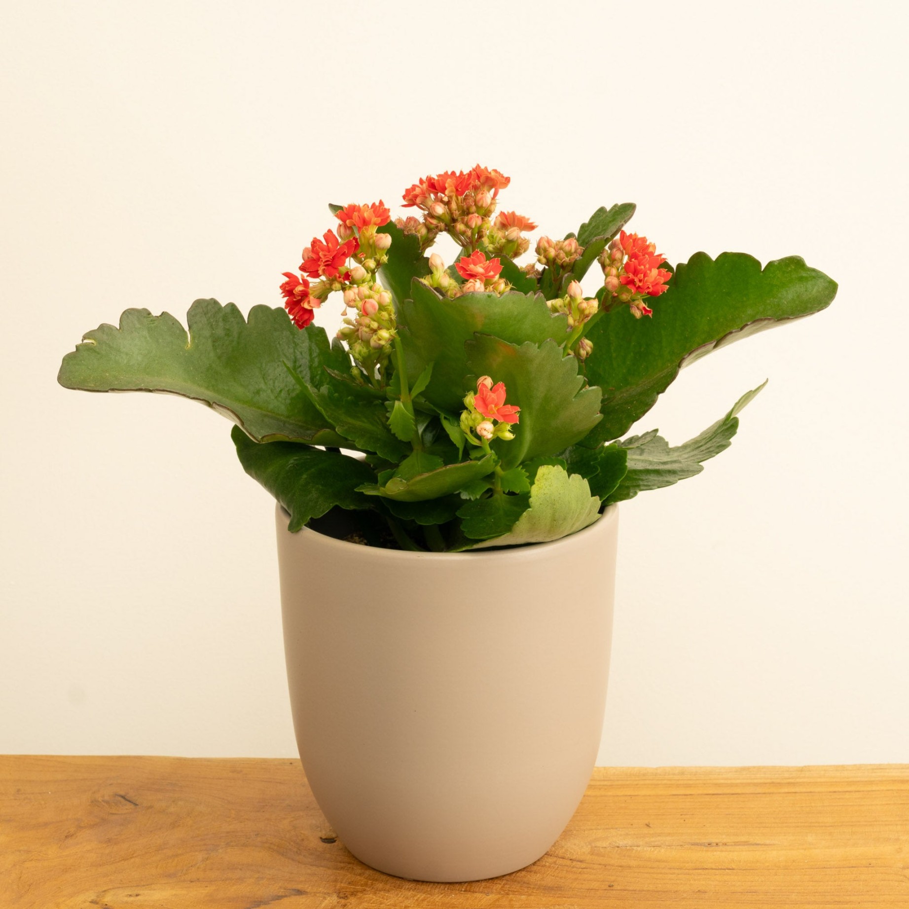 image.title Flowering Red Kalanchoe image