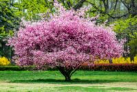 Beautiful Blooms: A Guide To Flowering Trees