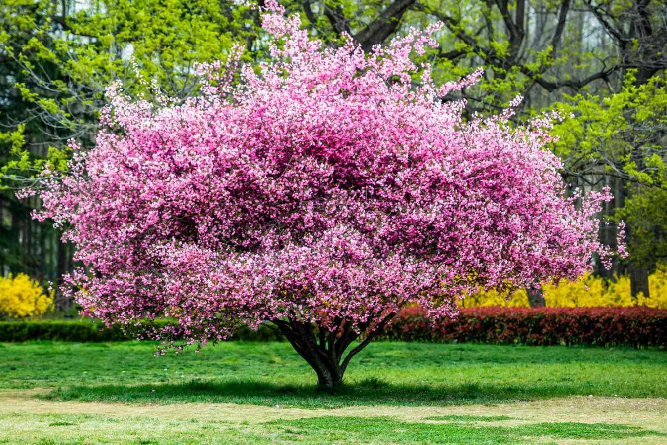 image.title Flowering Trees to Boost Your Home