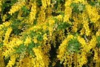 Golden Genista: A Vibrant Addition To Any Garden