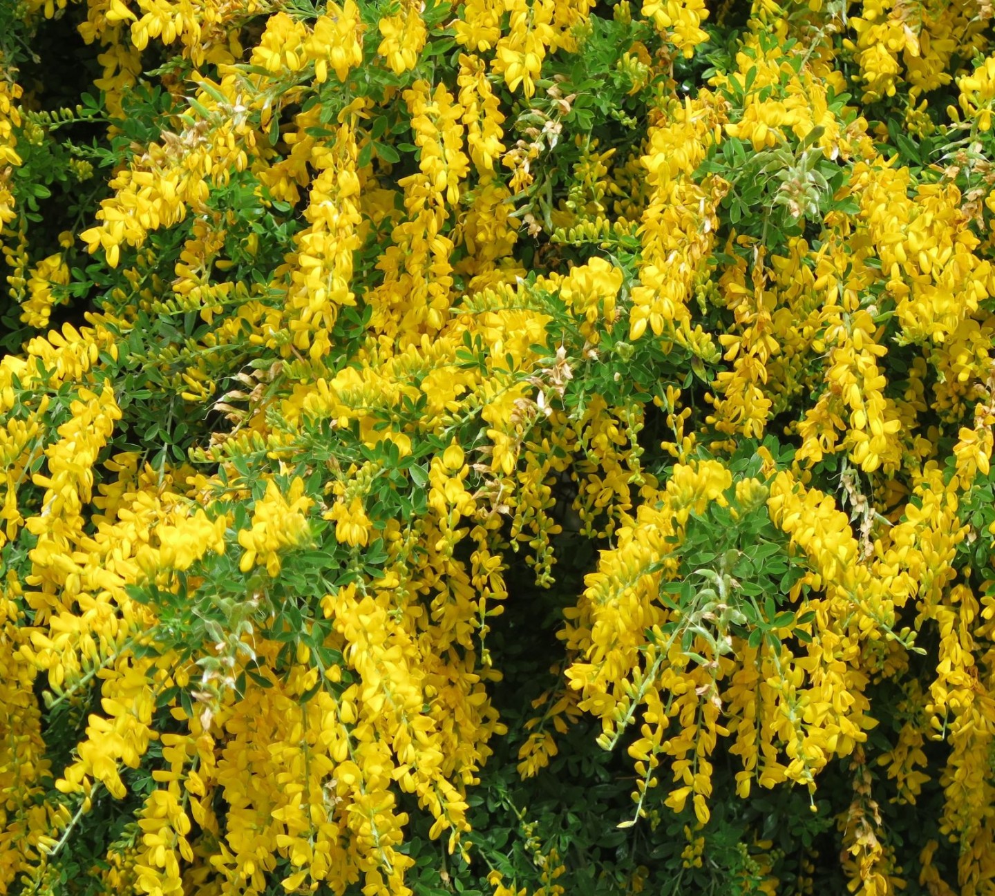 image.title Genista - Trees and Shrubs Online image