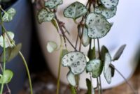 Heartfelt Beauty: String Of Hearts Plant