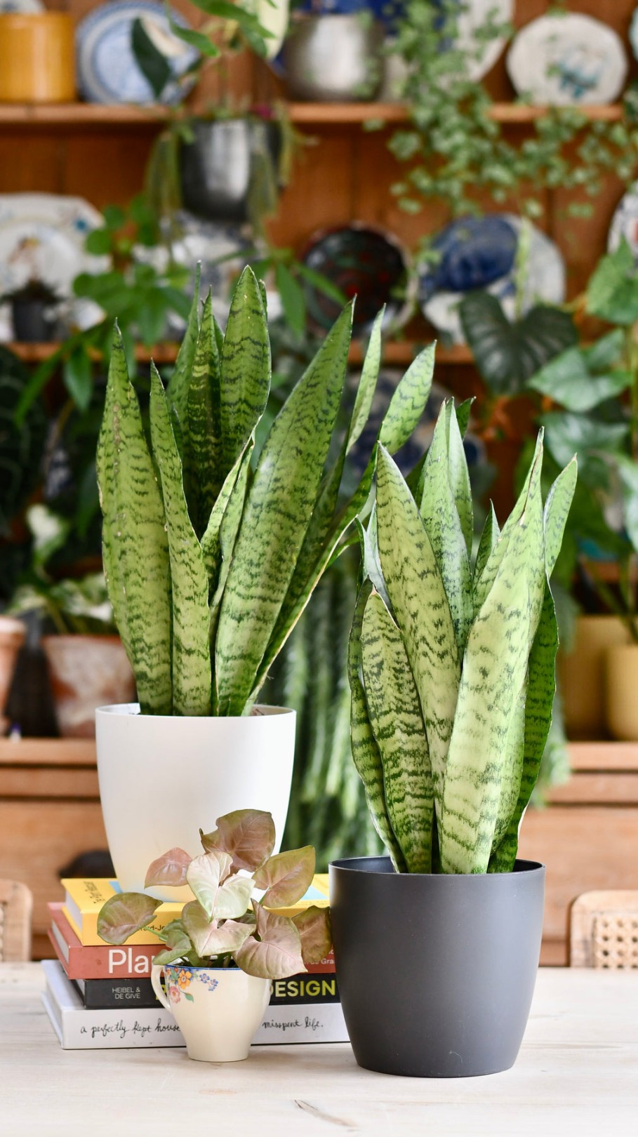 image.title How to care for Sansevieria (sansevieria laurentii, variegated  image