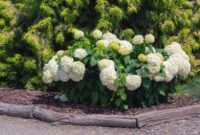 Annabelle Hydrangea: A Stunning Addition To Your Garden