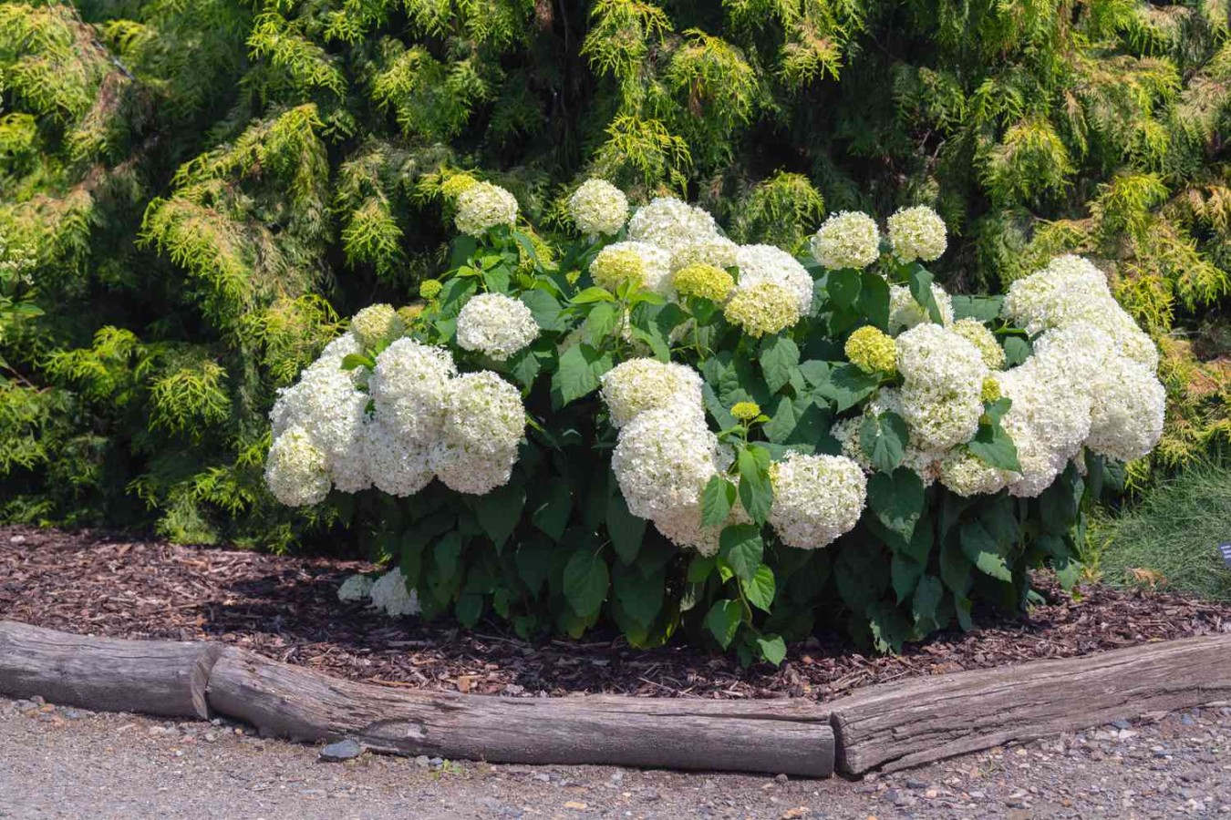 image.title How to Grow and Care for Annabelle Hydrangea image