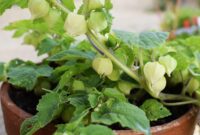 Grow Your Own Ground Cherry Plant In Your Garden