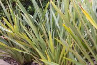 Phormium Tenax: A Striking Addition To Your Garden