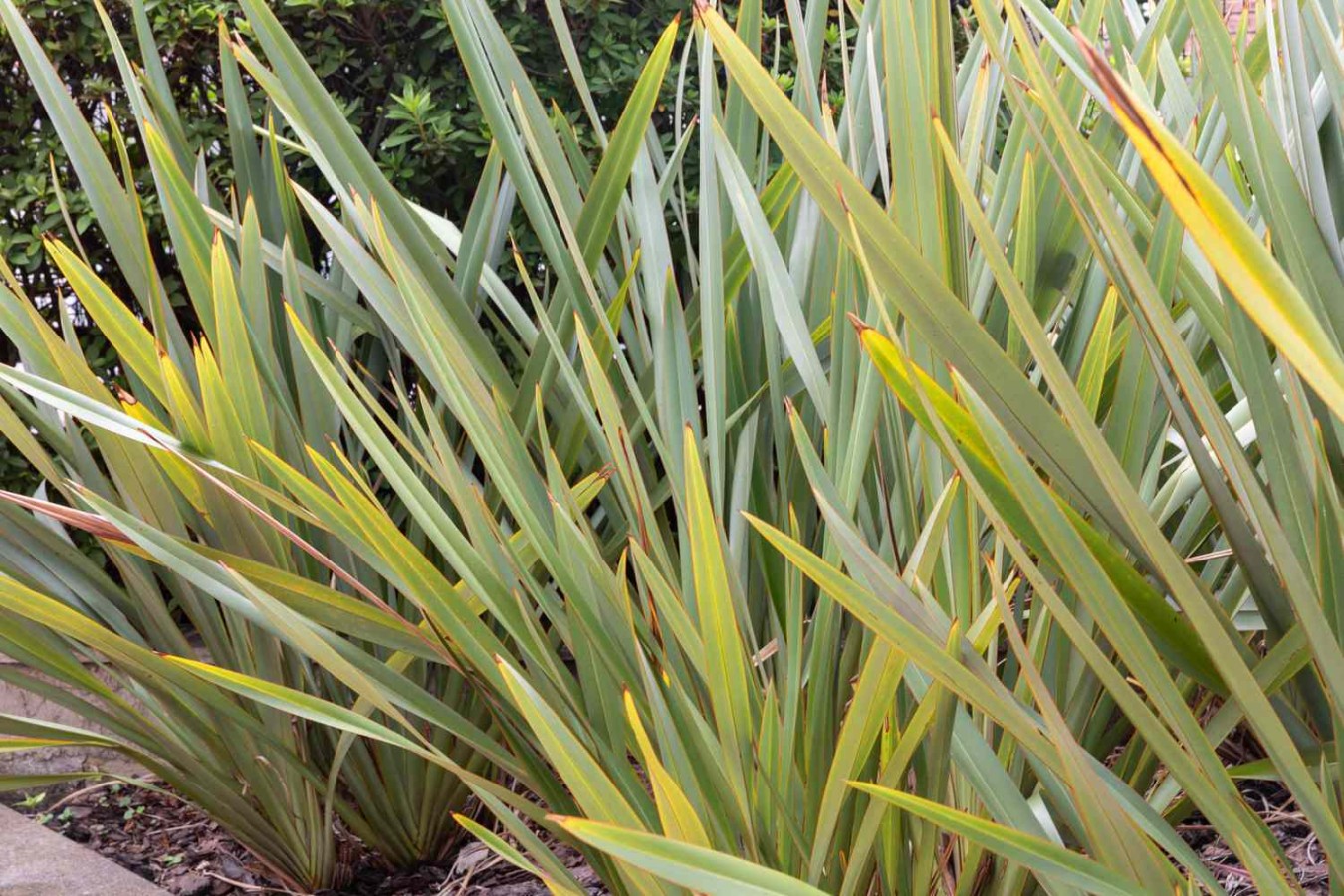 image.title How to Grow and Care for New Zealand Flax image