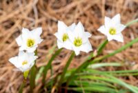 Rain Lily Plant: A Splash Of Color In Your Garden