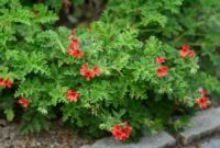 Pelargonium Graveolens: Fragrant Beauty In Your Garden