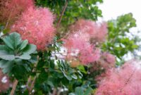 Beauty In Bloom: The Smoke Tree Plant