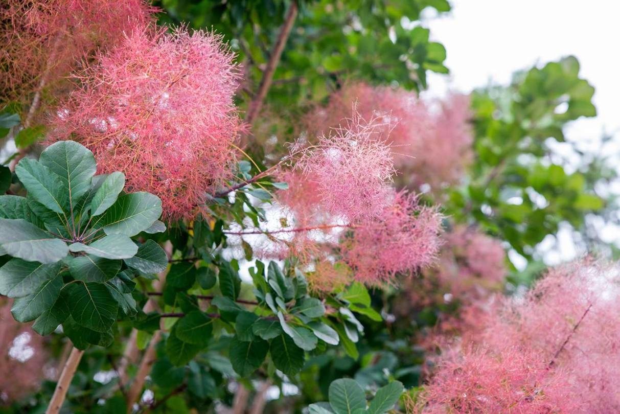 image.title How to Grow and Care for Smoke Bush Plant image