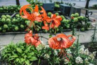 Tiger Lily Plant: A Stunning Addition To Any Garden