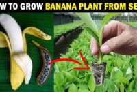 Growing Banana Seeds: A Guide To Successful Planting