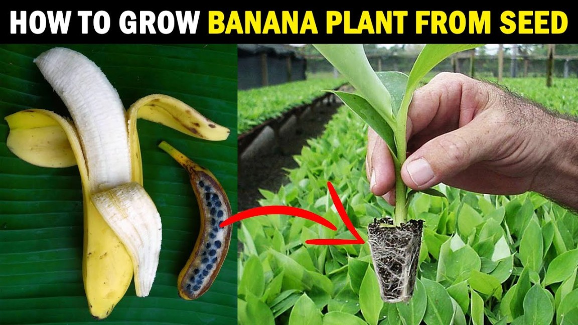 image.title How to grow BANANA PLANT from SEED  Grow Banana tree from Seed at Home..! image