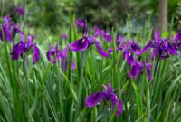 Iris Plant: Beauty In Bloom