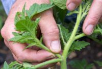 Mastering The Art Of Growing Juicy Tomatoes