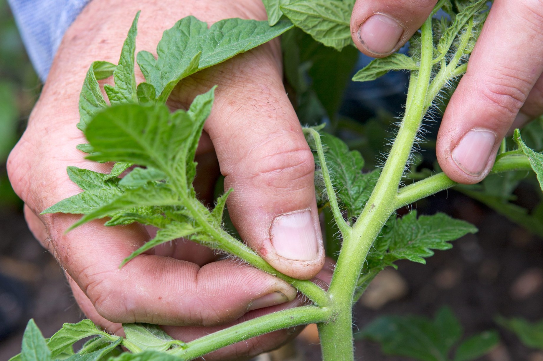 image.title How to Grow Tomatoes  BBC Gardeners World Magazine image