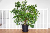 Greening Your Indoor Space With Exquisite Tree Plants