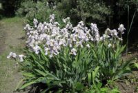 Iris Germanica: A Guide To Growing And Caring For German Iris